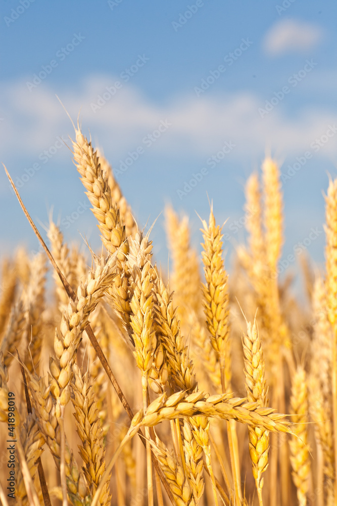 gold ears of wheat under sky gold ears of wheat under sky