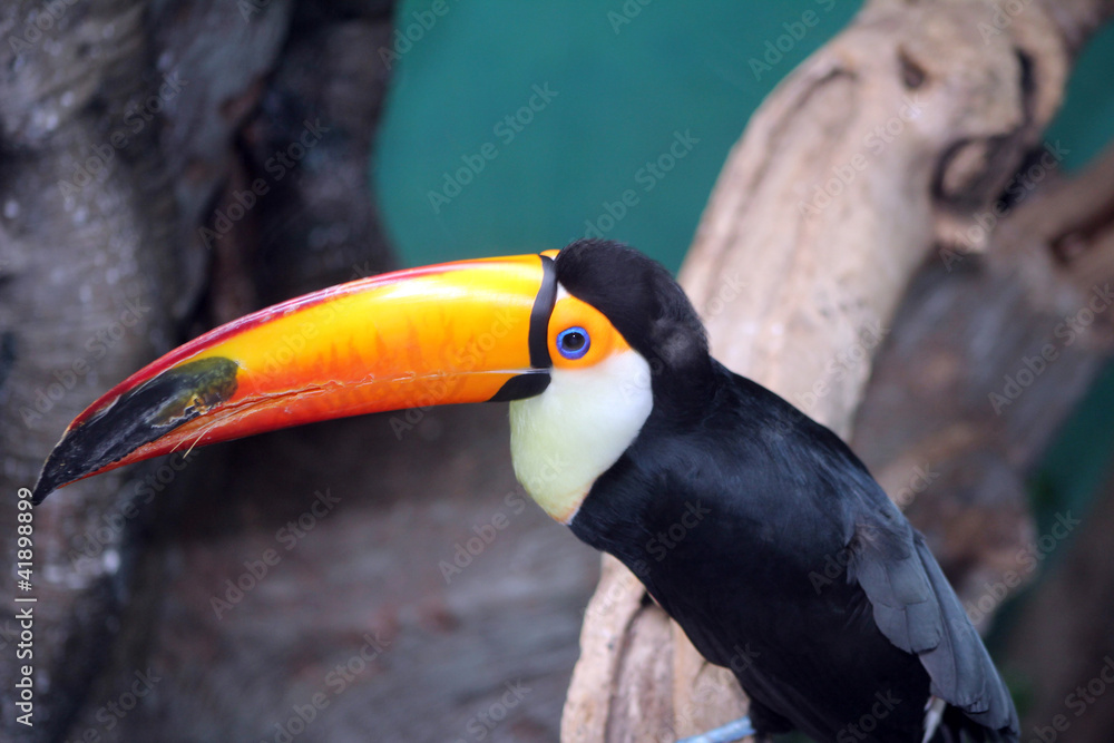 Fototapeta premium Toucan Bird with Bright, Orange Beak