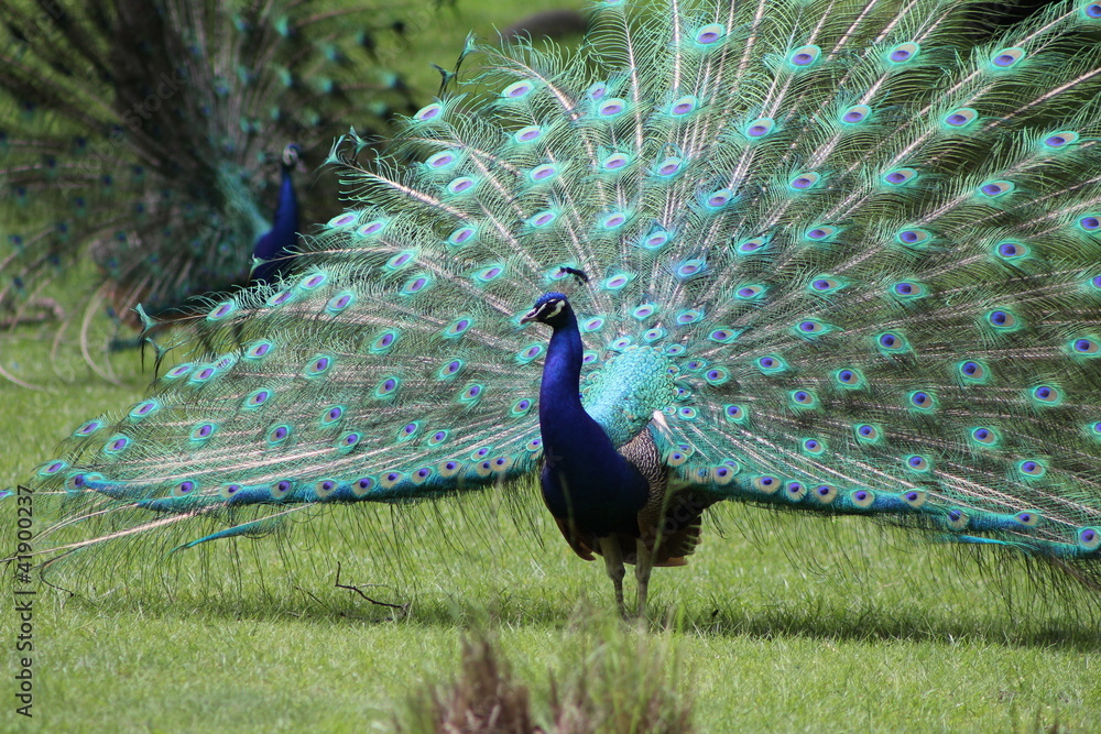 Obraz premium Indian or Blue peacocks, with feathers spread