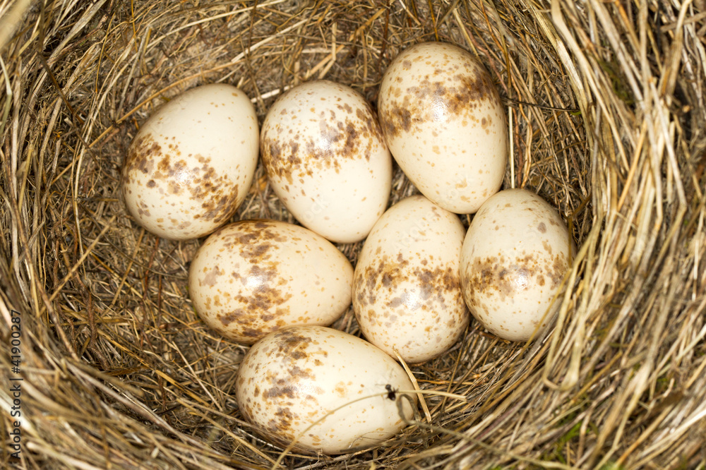 a nest with 7 eggs of red- backed shrike ( Lanius collurio) a nest with 7 eggs of red- backed shrike ( Lanius collurio)