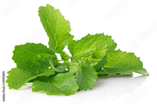fresh juicy leaves of salad mustard