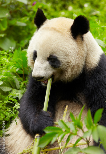 Fotografie Giant panda eating bamboo