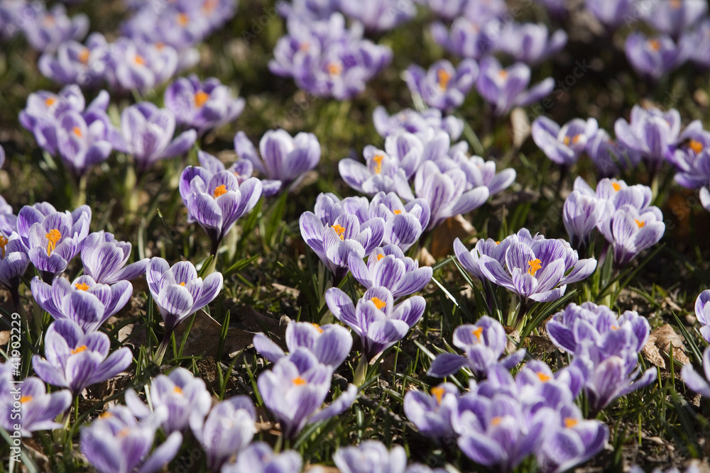 Fototapeta premium Crocus