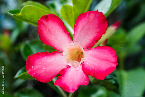 Impala Lily