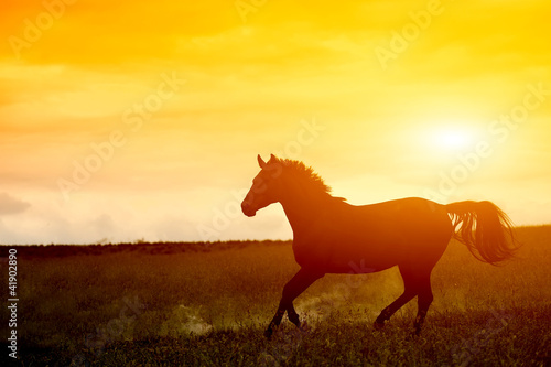 Horse in sunset © byrdyak