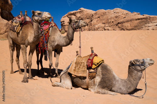 Camels waiting for a ride