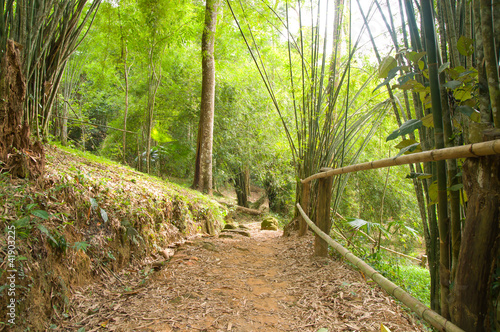 The walkway of bamboo