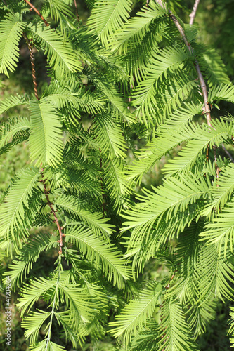 Zweige des Urweltmammutbaums  Metasequoia glyptostroboides