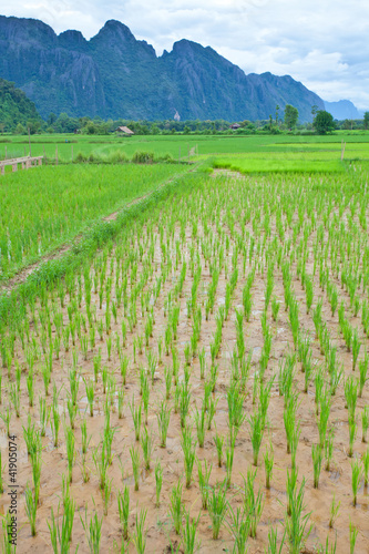Green field