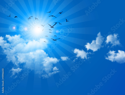 birds in blue sky photo