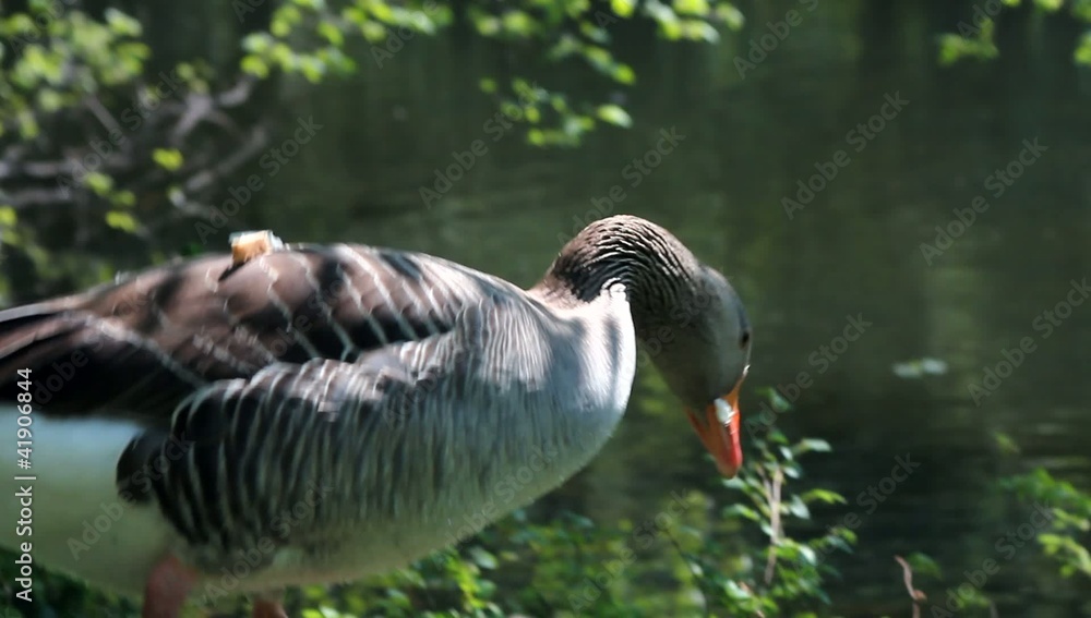 Duck eating a piece of bread and some grass Duck eating a piece of bread and some grass