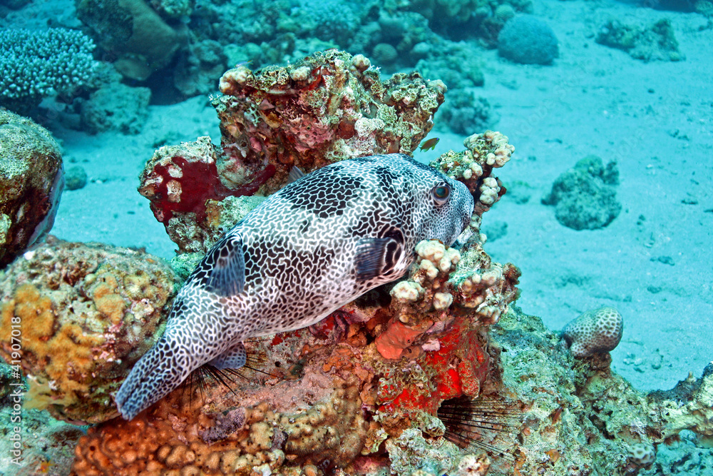 poisson ballon à épaule noire poisson ballon à épaule noire