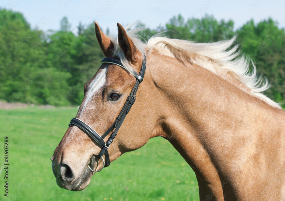 portrait of palomino horse in spring field in action portrait of palomino horse in spring field in action