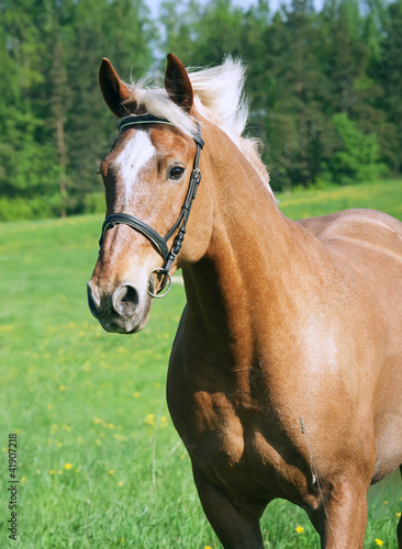 portrait of palomino cart horse in spring field