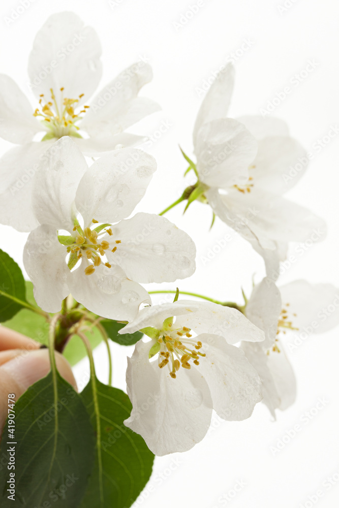 Apple tree flowers on white Apple tree flowers on white