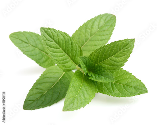 Mint on a white background