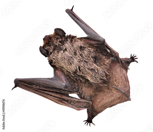 Animal little brown bat. Isolated on white. 