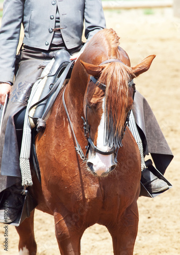 portrait of  spanish horse © anakondasp