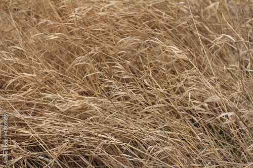 texture of dry grass photo