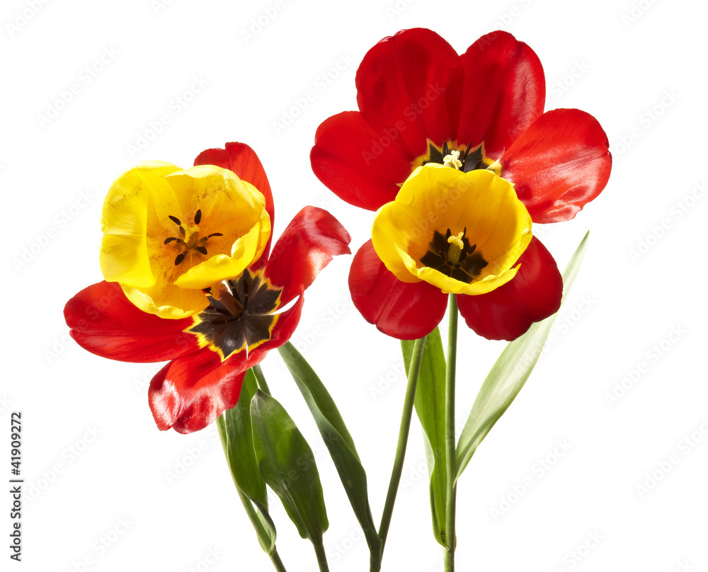 Tulips Tulips