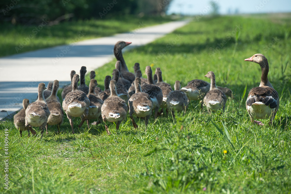 Geese and goslings walking along a footpath Geese and goslings walking along a footpath