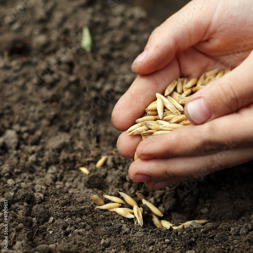 Fotografia children hand sowing seed