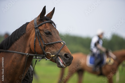 Horse head closeup