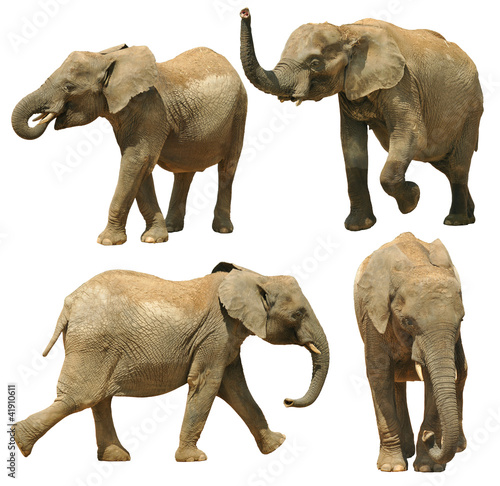 Photography Elephants