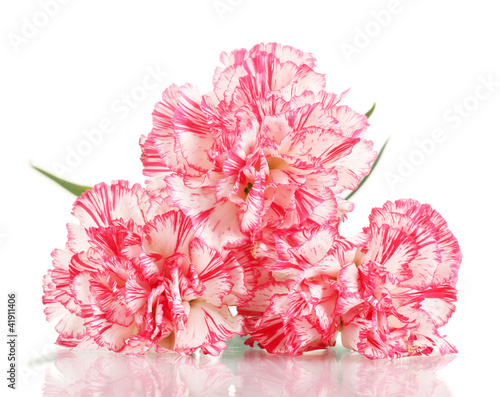 Obraz na plátně Beautiful carnations isolated on white