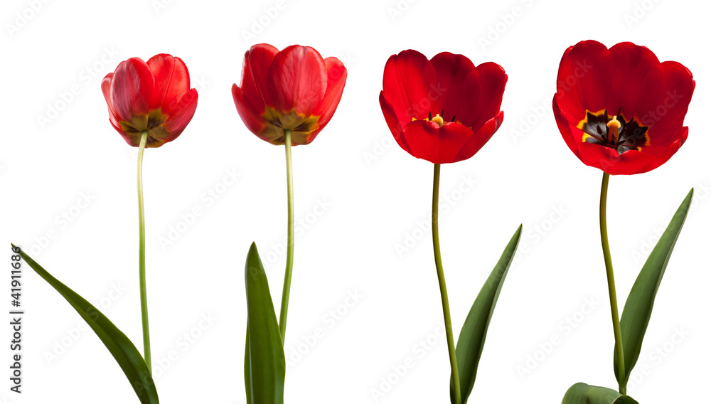 Naklejka premium isolated tulips