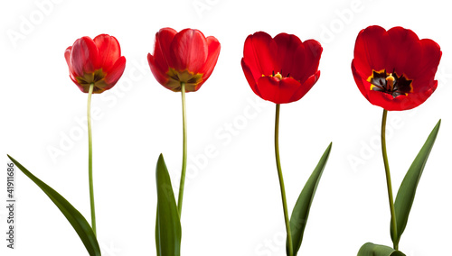 isolated tulips