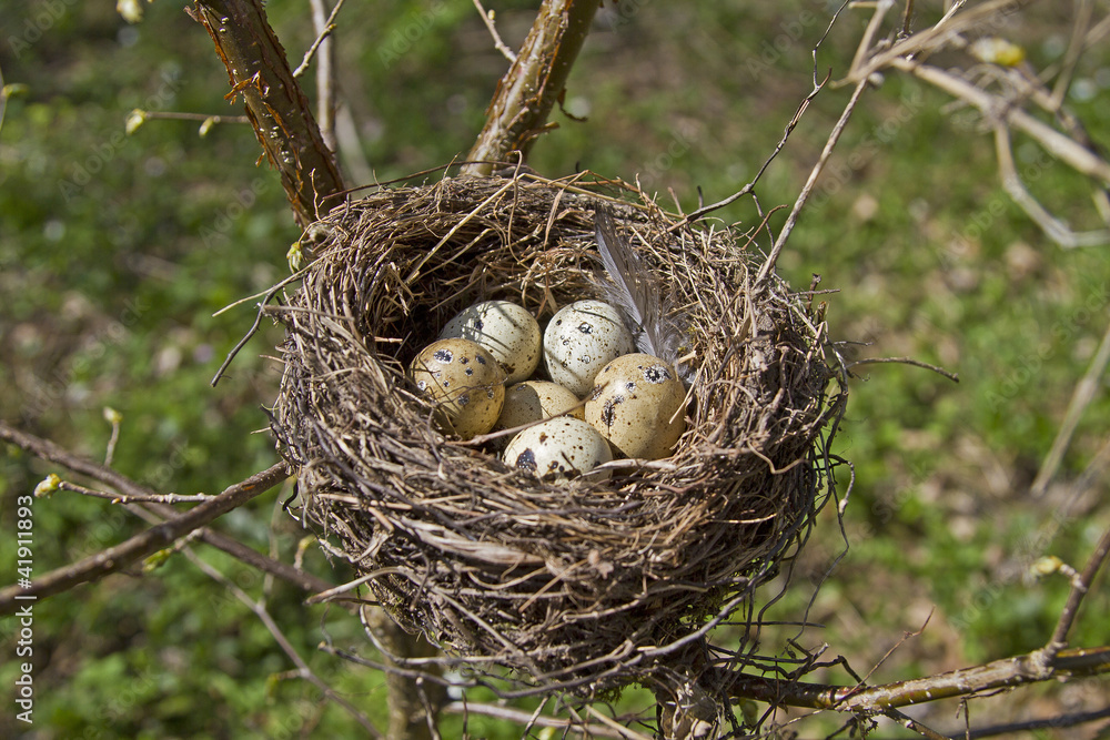 Vogelnest mit Eiern Vogelnest mit Eiern
