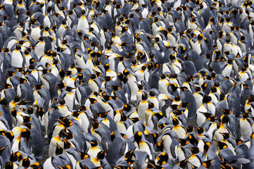 Fototapete Pinguin Königspinguin Kolonie in Südgeorgien  © andreanita