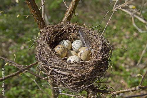 Vogelnest mit Eiern © Hans und Christa Ede