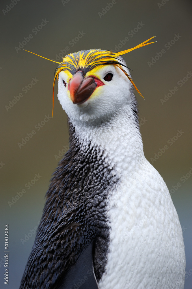 Fototapeta premium Portrait of a Royal Penguin.