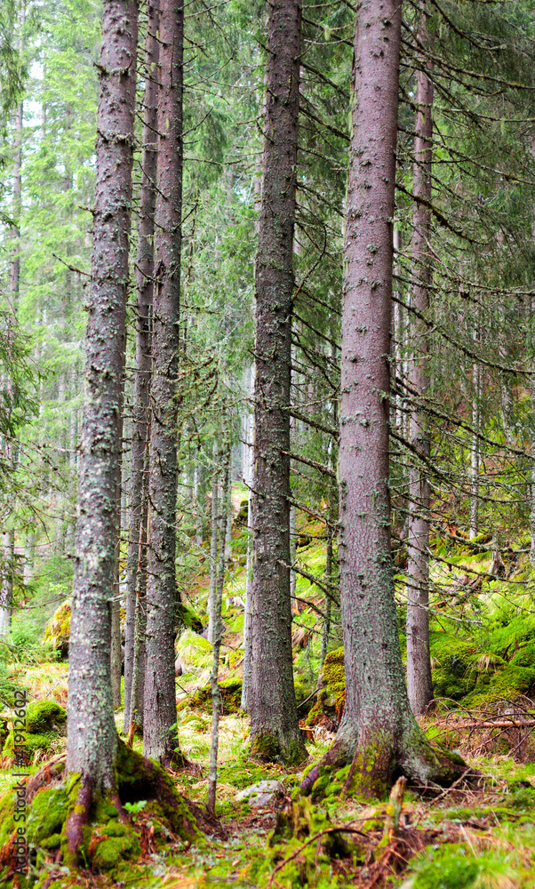 Obraz premium Pine forest