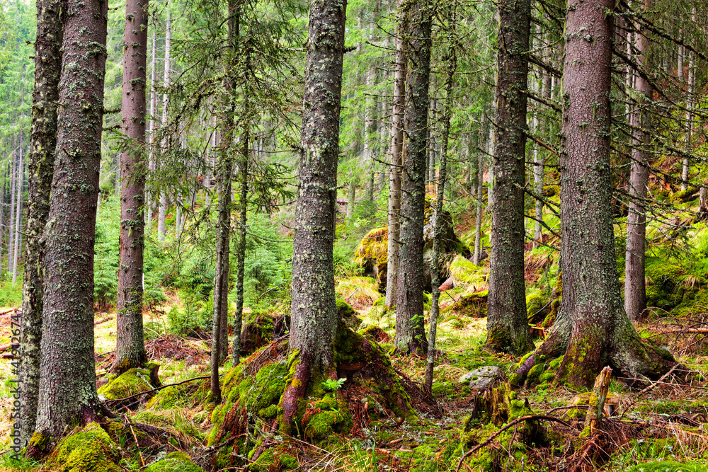 Obraz premium Pine forest