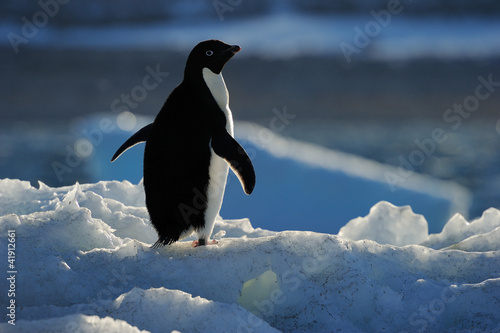 Adelie Penguin standing on ice with back light.