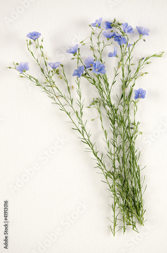 Linum usitatissimum / Lin usuel photo