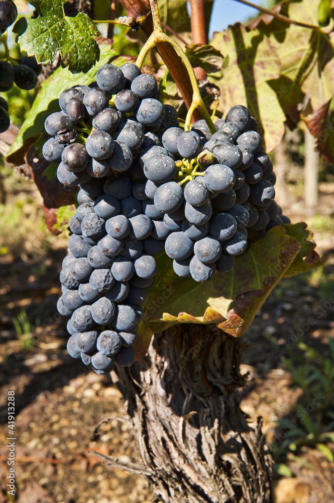 Obraz premium Grapes for Cote Rotie