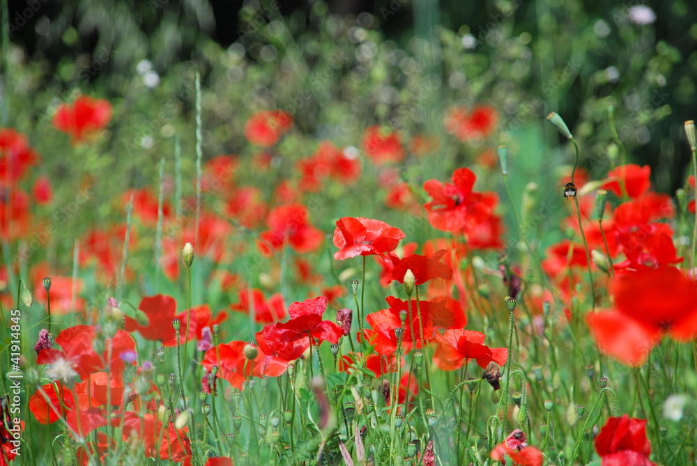 Coquelicot