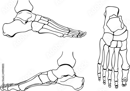 Foot bones photo