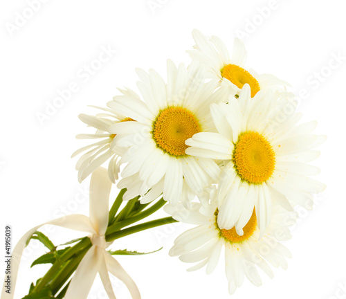 sbeautiful daisies flowers isolated on white