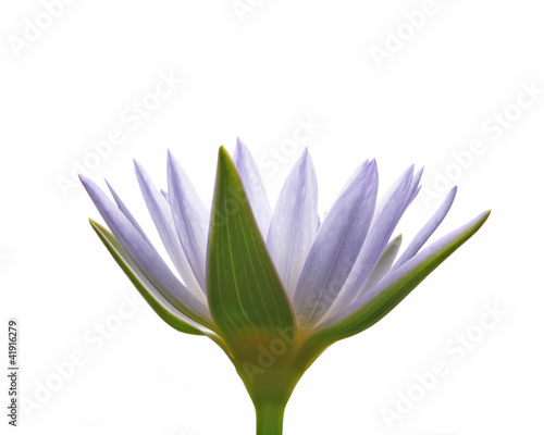 Close up lotus