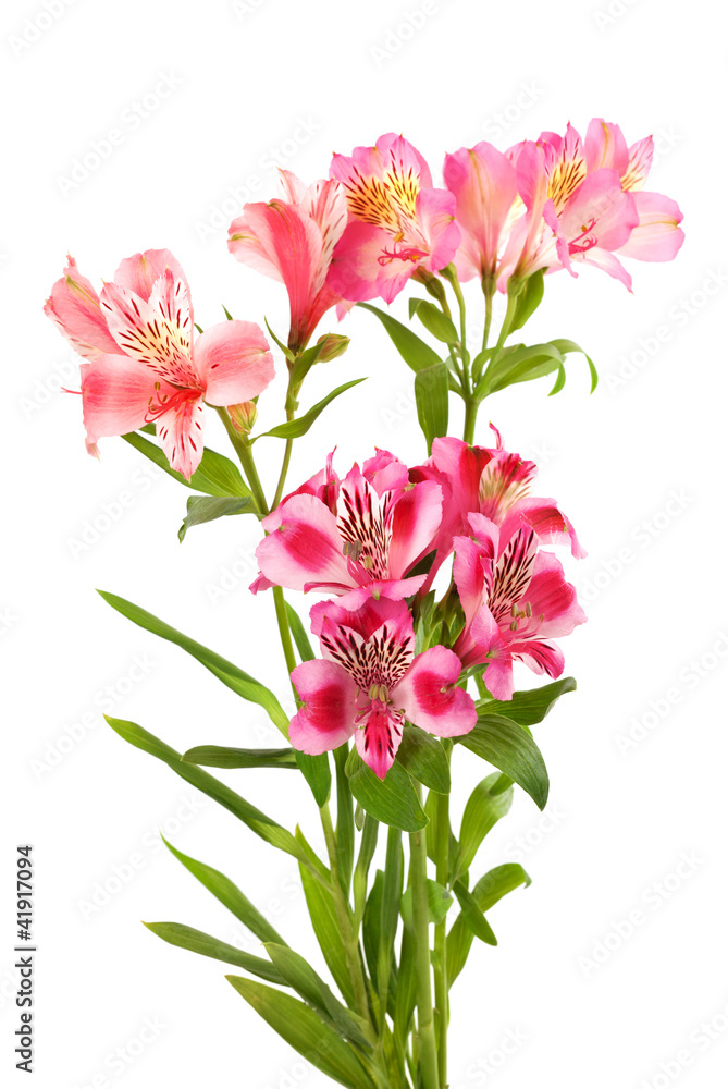 Bouquet of lilies Bouquet of lilies