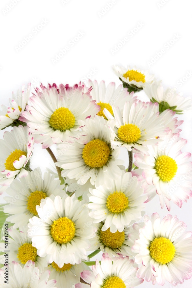 Fototapeta premium Daisy flowers on white