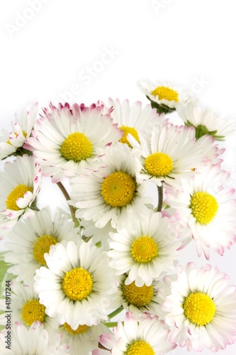Daisy flowers on white
