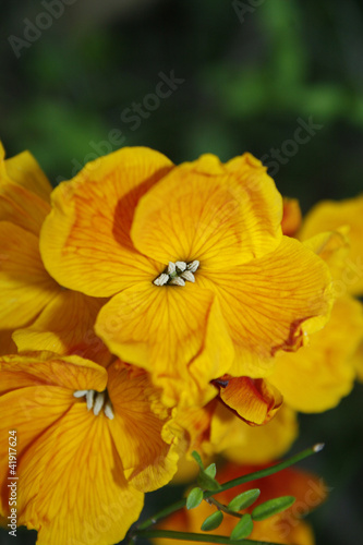 wallflowers