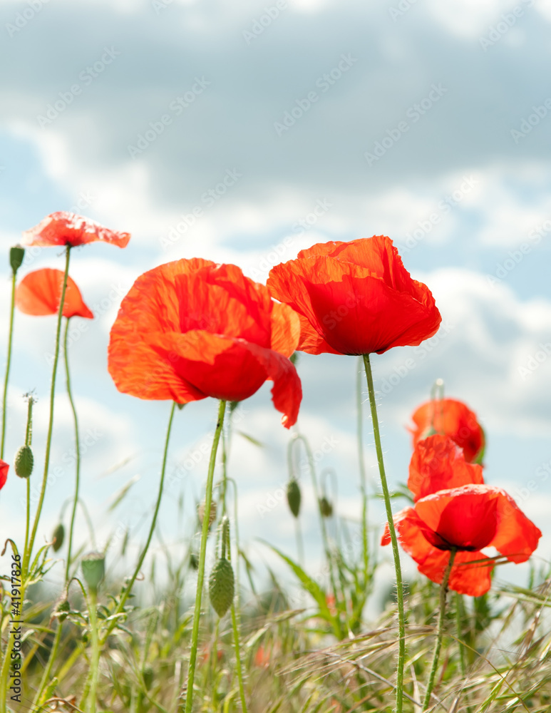 Naklejka premium Mohnblumen