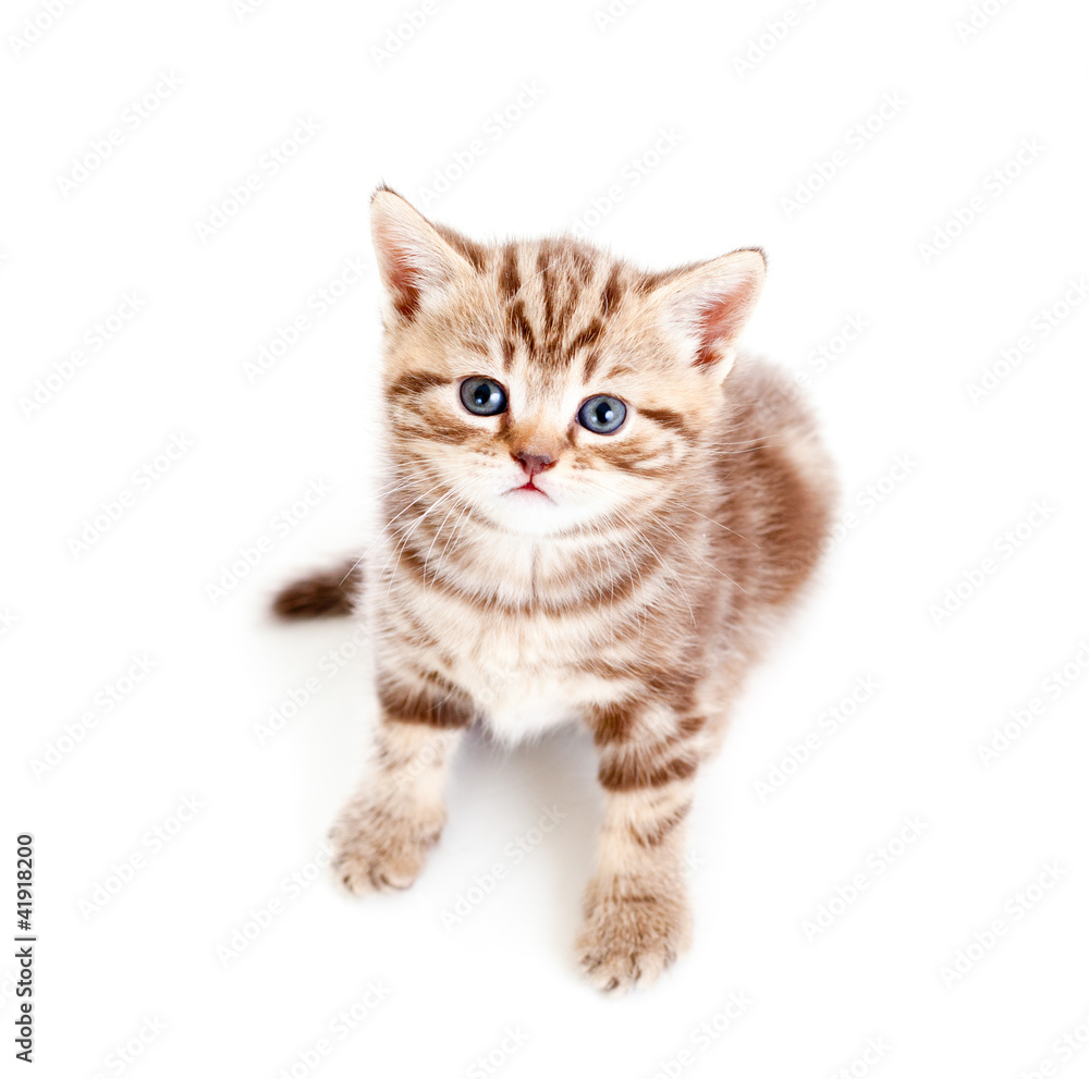 top view of baby Scottish british kitten isolated on white backg top view of baby Scottish british kitten isolated on white backg